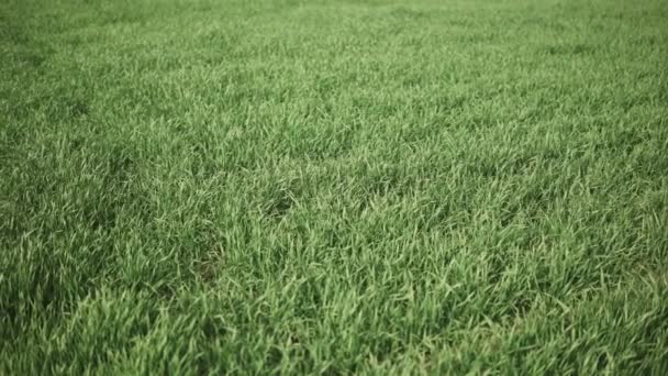 Камера Скользит Полю Заполненному Мелкой Зеленой Пшеницей Ранней Весной — стоковое видео