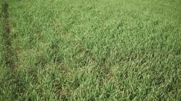 Камера Скользит Полю Заполненному Мелкой Зеленой Пшеницей Ранней Весной — стоковое видео
