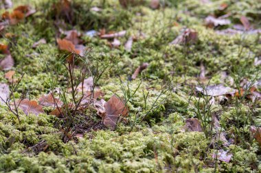 moss bir ormandaki küçük bir kar yerde yatan ile erken Bahar sırasında detay