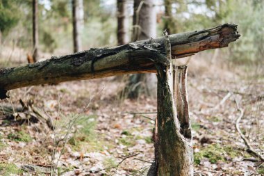 bir orman içinde kırık ağaç yakın çekim
