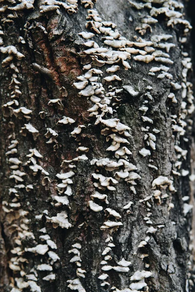 Detail Van Boomschors Vol Kleine Champignons — Stockfoto