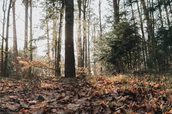 秋の晴れた日の間に 森林の地面に葉します — ストック写真