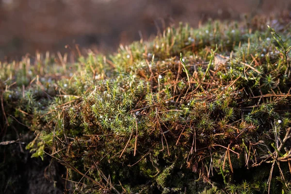 Detalle Musgo Bosque Principios Primavera Con Poco Nieve Suelo —  Fotos de Stock