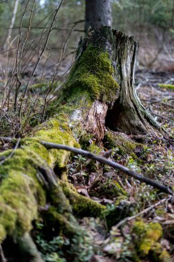 eski yeşil yosun kaplı ağaç gövdesi yukarıya kapatmak