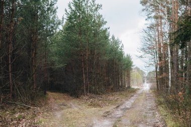  iki yere mermi ve bunlardan biri bir karanlık ormana gidiyor