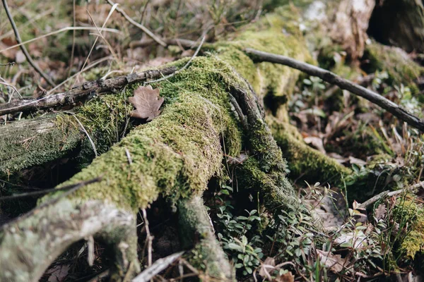 Primer Plano Del Tronco Árbol Viejo Cubierto Musgo Verde —  Fotos de Stock