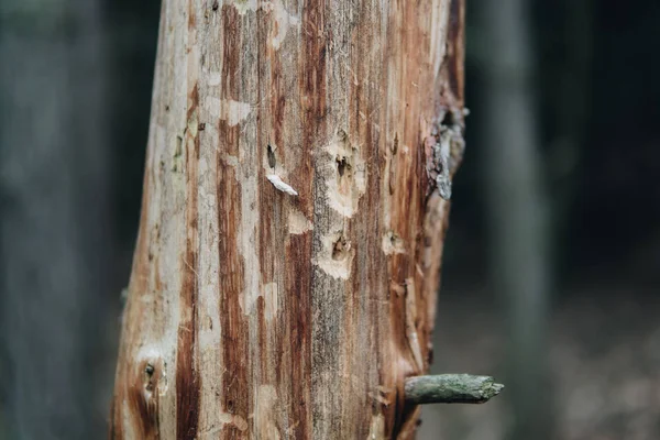 close up of holes on a tree made by woodpecker