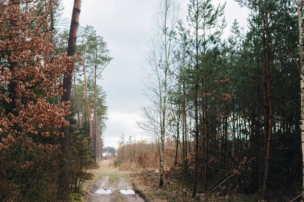 Camino Tierra Través Bosque Con Árboles Pequeños Durante Otoño —  Fotos de Stock