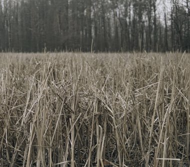 Ormanın önünde kamışı