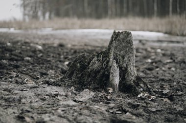 Göl çamurlu alt ağaç kökü