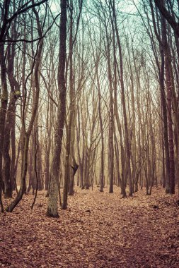 yaprakları yere ile orman