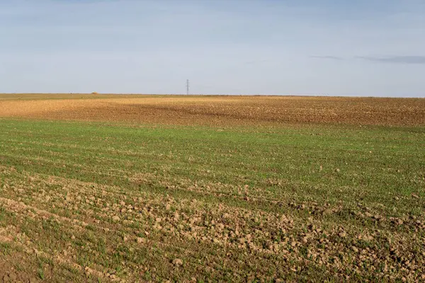 Małe rośliny zbożowe — Zdjęcie stockowe