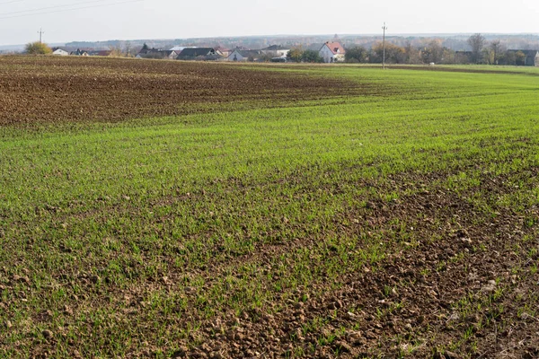 Małe rośliny zbożowe — Zdjęcie stockowe