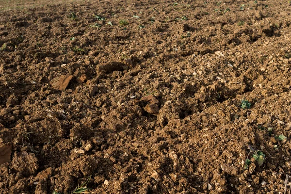 Rendzina soil — Stock Photo, Image