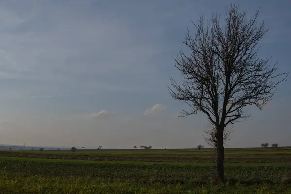Einzelner Baum auf dem Feld — Stockfoto