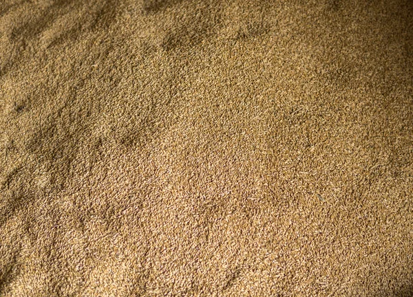 Wheat seed detail — Stock Photo, Image