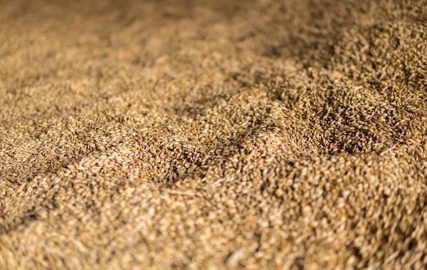 Wheat seed detail — Stock Photo, Image