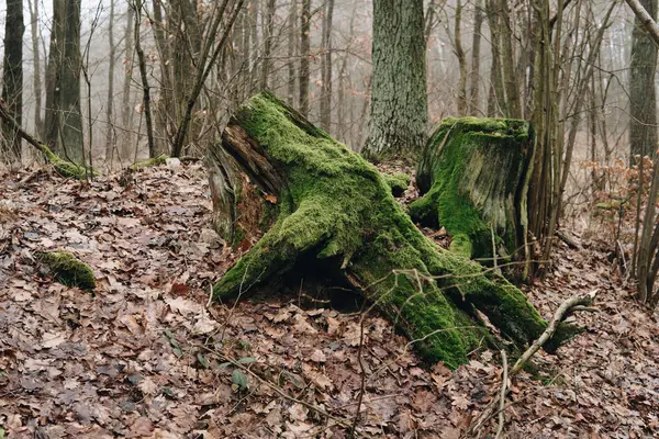 緑の苔で覆われた古い木の根の根 — ストック写真