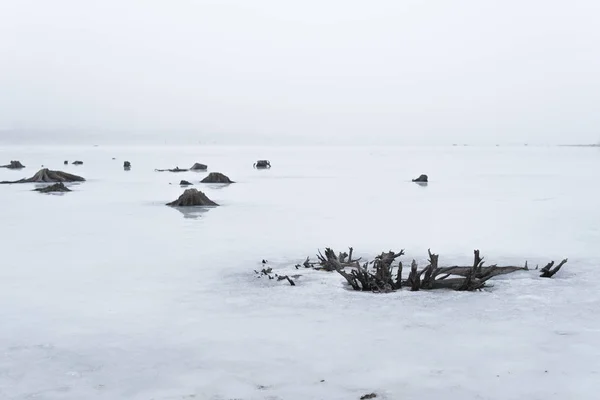 Коріння, що виступають з крижаного покриву на озері — стокове фото