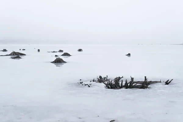 Raízes salientes da cobertura de gelo em um lago — Fotografia de Stock