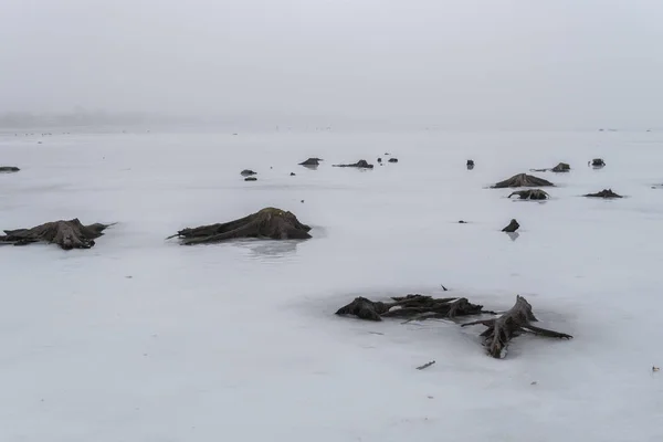 Raízes salientes da cobertura de gelo em um lago — Fotografia de Stock