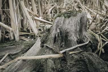 Göl çamurlu alt ağaç kökü