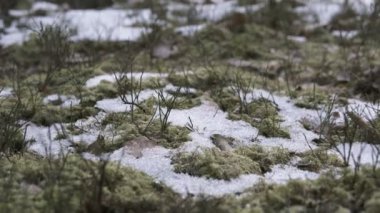 Kış sezonu sonunda karla kaplı küçük alanları olan bir ormanda zeminin kapatılması