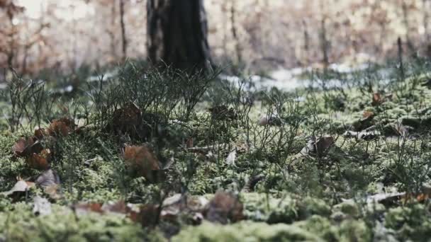 Vertikal Panorama Inne Skog Början Vårsäsongen — Stockvideo