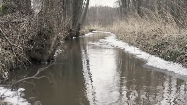 Небольшая Река Остатками Снега Ледяного Покрова Конце Зимы — стоковое видео
