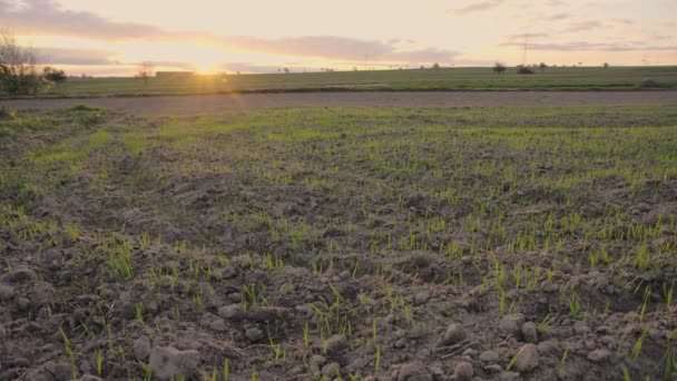 Horizontalpanorama Über Leeres Feld Frühlingsbeginn Bei Sonnenuntergang — Stockvideo