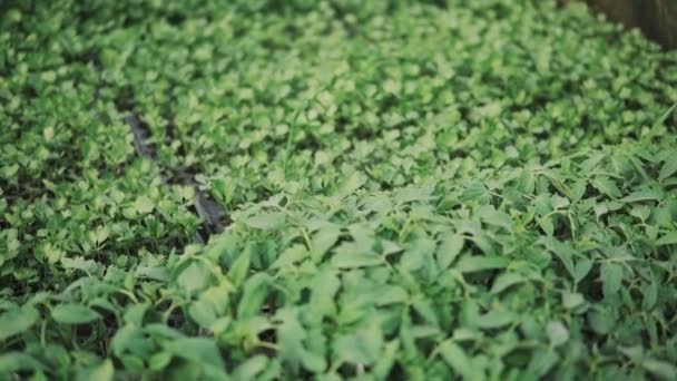 Camera Slide Small Celery Tomato Seedlings Growing Greenhouse — Stock Video