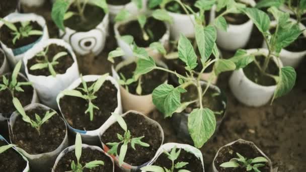 Glissement Caméra Sur Petites Tomates Plantules Poussant Intérieur Une Serre — Video