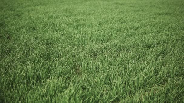 Постоянный Выстрел Мелкой Зеленой Пшеницы Растущей Поле — стоковое видео