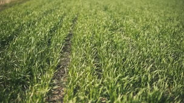 Camera Slide Field Full Small Green Wheat Early Spring Time — Stock Video