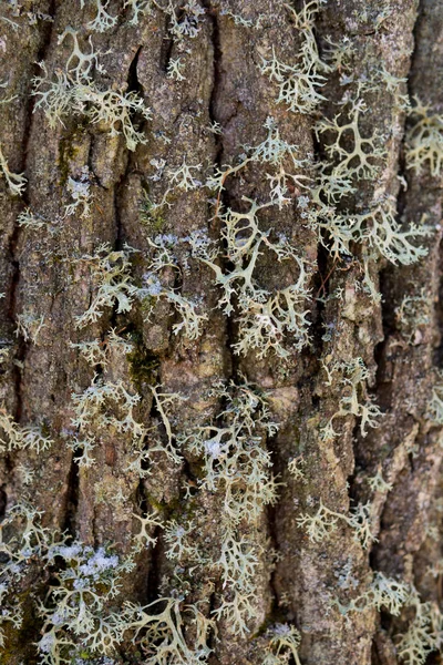 Detail van Cladonia — Stockfoto