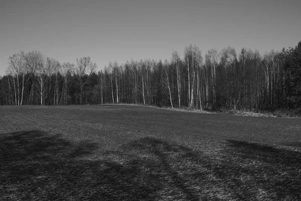 Campo in mezzo alla foresta — Foto Stock