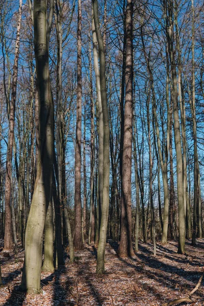Помірний широка листочок лісу в Польщі — стокове фото