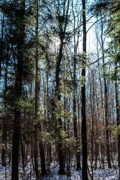 Forêts tempérées à grandes feuilles en Pologne Images De Stock Libres De Droits