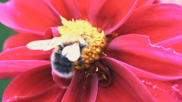 Extrême Gros Plan Une Abeille Assise Une Fleur Coing Couleur — Video