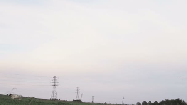 Vogelschar Die Auf Hochspannungsdrähten Sitzt Und Dann Fliegen Beginnt — Stockvideo