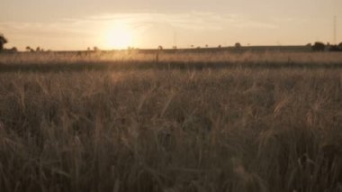 doğal peyzaj alanı ile tam buğday günbatımı sırasında