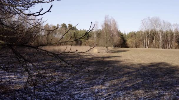 冬の季節の木々に囲まれた野原 — ストック動画