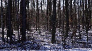 Polonya 'da kış aylarında gürler ağaçları ile ılıman geniş yapraklı ormanların stellario holosteae türü