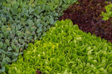 bir sera içinde salata karışımı