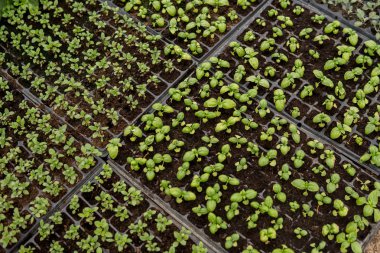 sebze küçük fideler