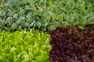 bir sera içinde salata karışımı