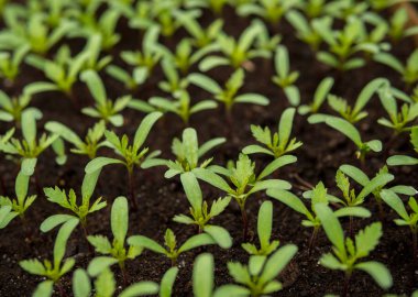 küçük domates fidesi