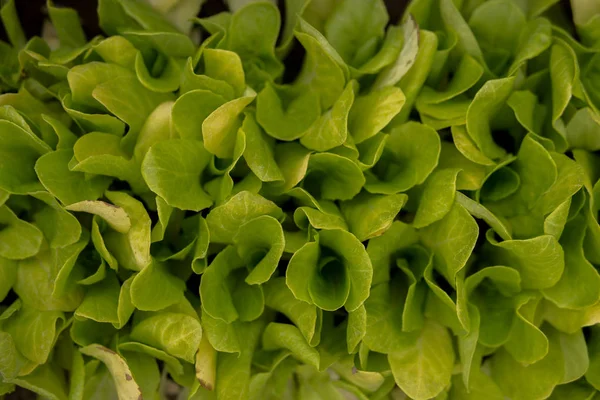 Fresh green salad leaves — Stock Photo, Image