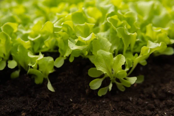 Zöld saláta levelek fekete talaj — Stock Fotó