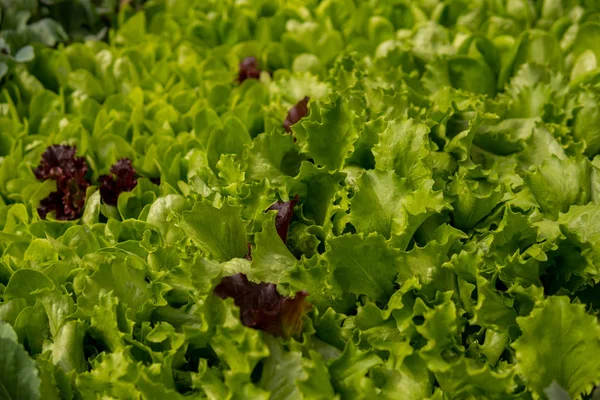 Świeże liście sałatki zielonej — Zdjęcie stockowe